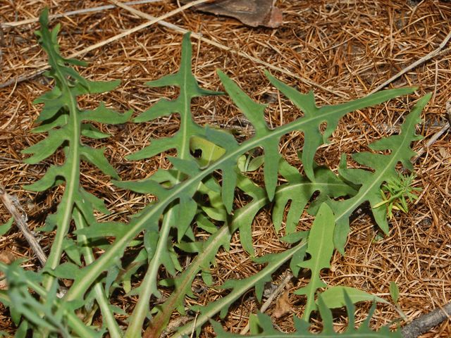 Lactuca perennis / Lattuga rupestre